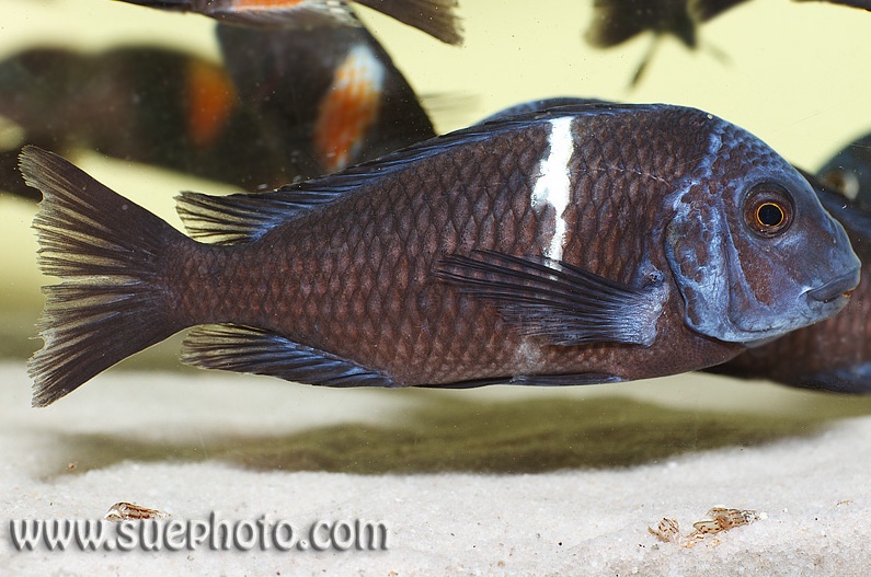 Tropheus duboisi 'Karilani Island'